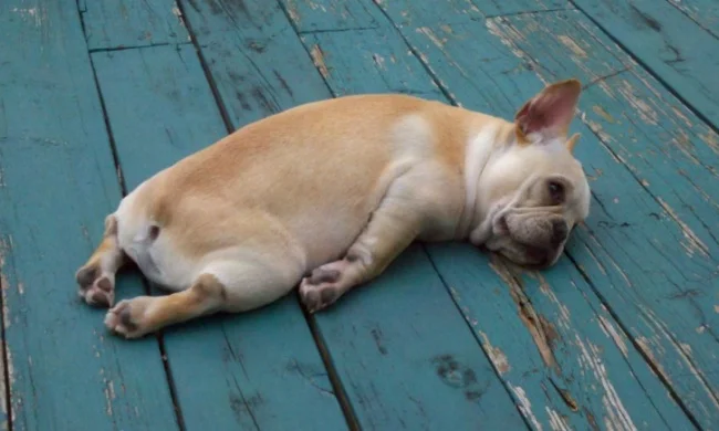 французский бульдог лежит устало