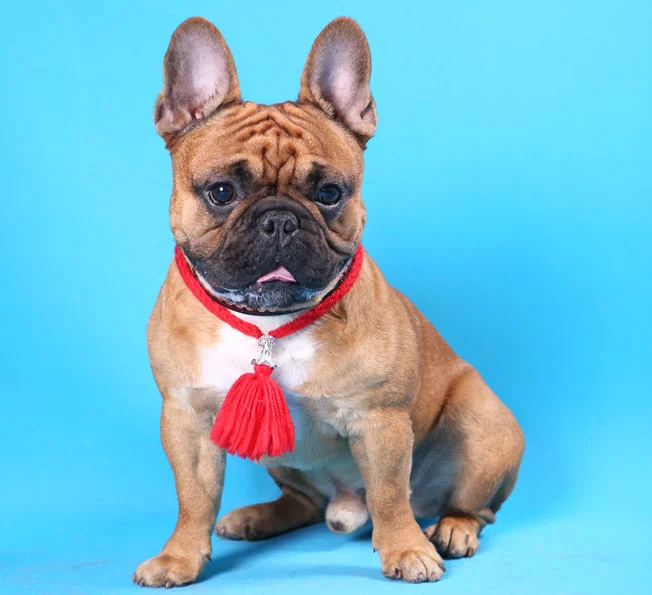 французский бульдог чемпион